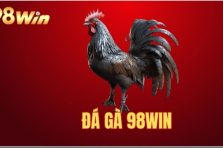 Đá Gà 98Win – Lựa chọn hàng đầu cho các sư kê lâu năm