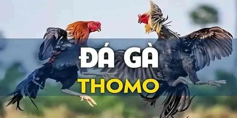 Đá gà Thomo VN88 – Trận kịch tính không thể bỏ lỡ